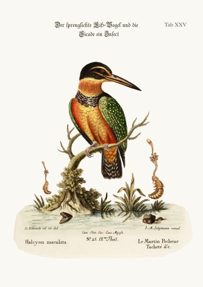 The Spotted Kingfisher, 1749-73 by George Edwards